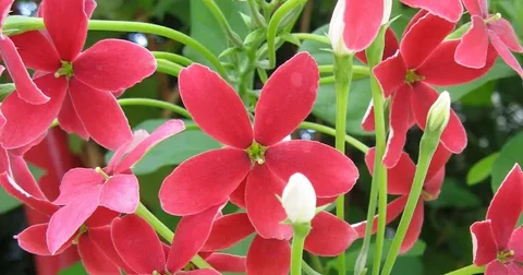 Red Jasmine