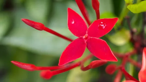 Red Jasmine