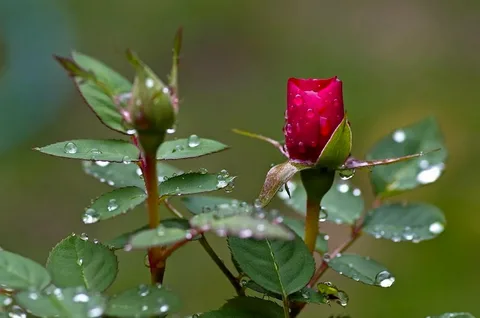 Rose Buds