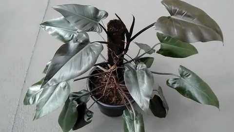 Royal Queen Philodendron