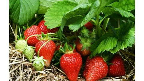 Strawberry Shake Plant