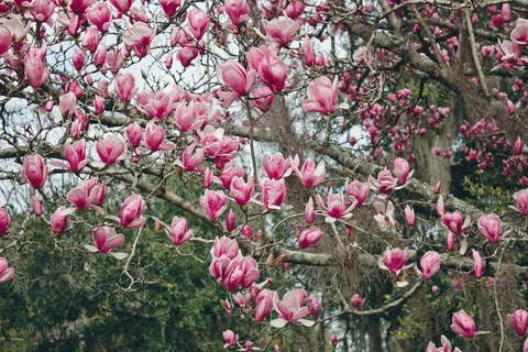 Teddy Bear Magnolia Tree