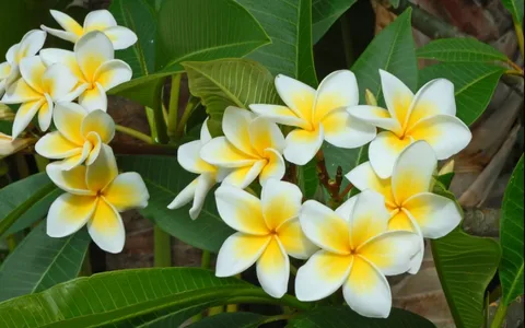 The White Plumeria Plant