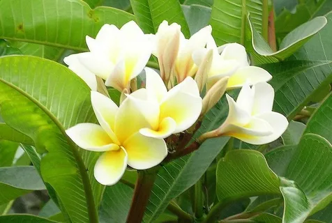 The White Plumeria Plant