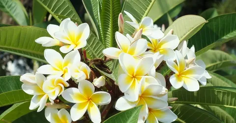 The White Plumeria Plant