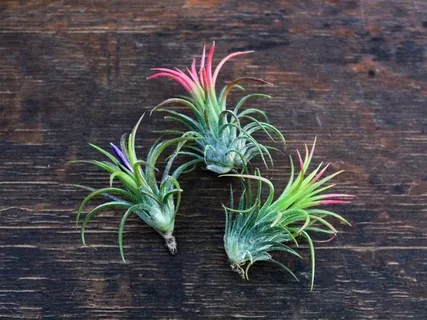 Tillandsia Oerstediana