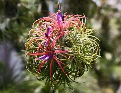 Tillandsia Oerstediana