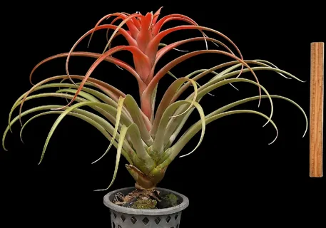 Tillandsia Oerstediana