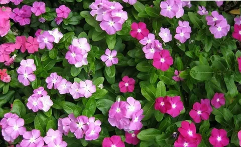 Trailing Vinca Plants