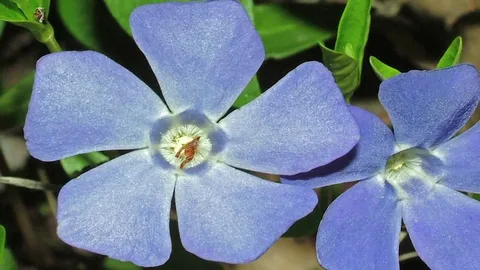 Trailing Vinca Plants