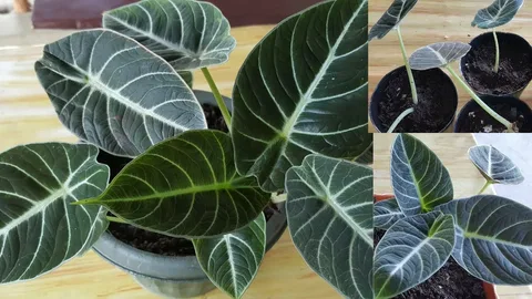 Velvety Alocasia