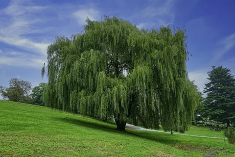 Wavy Willow Branches