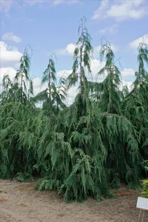 Weeping Alaskan Cedar Tree