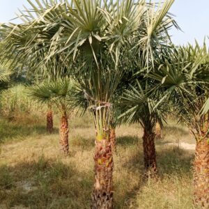 Copernicia Palm