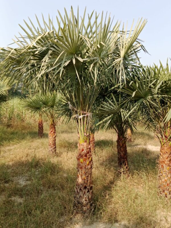 Copernicia Palm