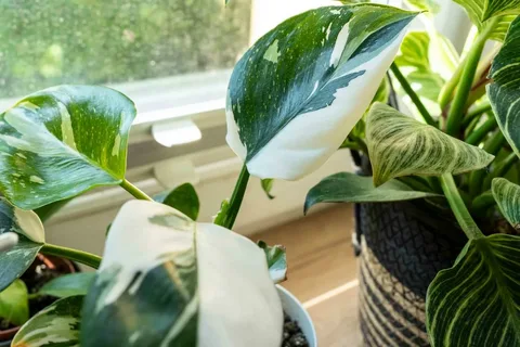 White Wizard Philodendron