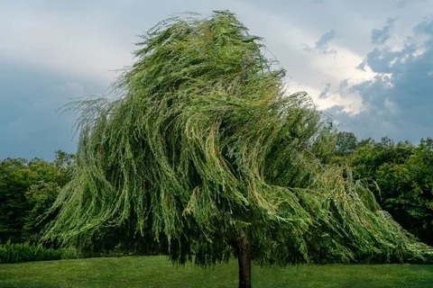 Willow Bush