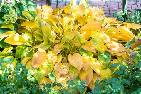 Yellow Hostas