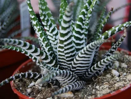 Zebra Plant