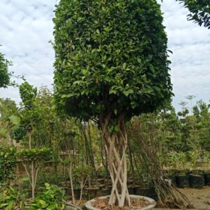 Ficus Bonsai