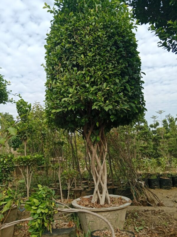 Ficus Bonsai