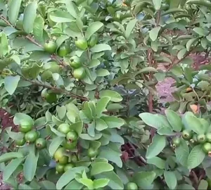 guava plant