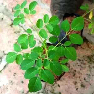 moringa