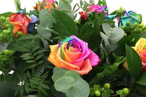 Multicoulored roses