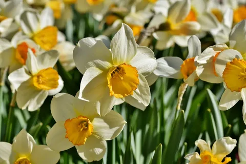 گل نرگس (Narcissus Flower)