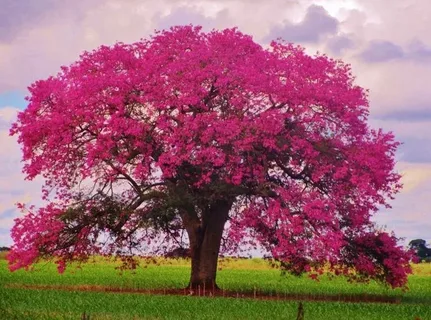 Pink Flower Trees in Texas