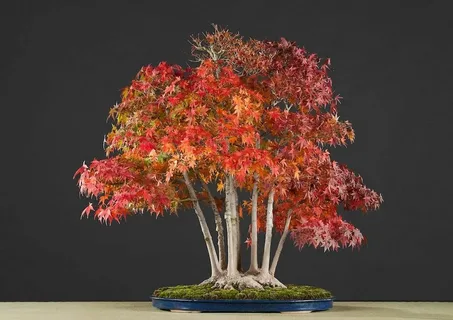 Acer Shirazz Maple