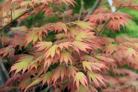 Acer Shirazz Maple