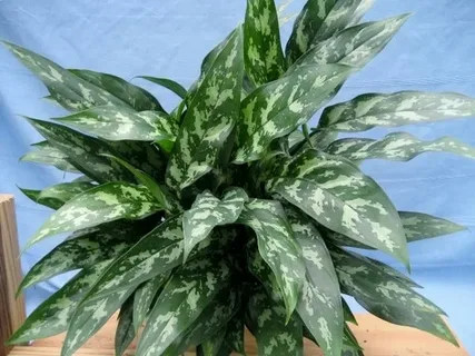 Aglaonema Maria