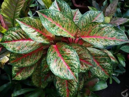 Aglaonema Maria