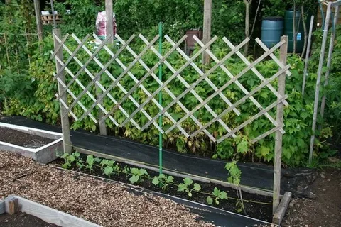 Anchor Trellis