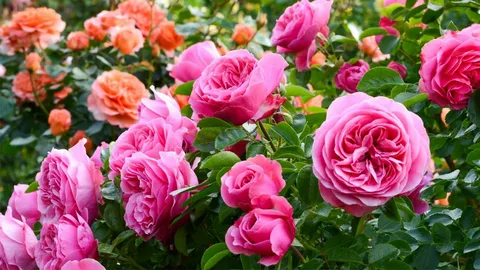 Ausreef Rose for Sale USA