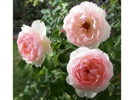 Ausreef Rose for Sale