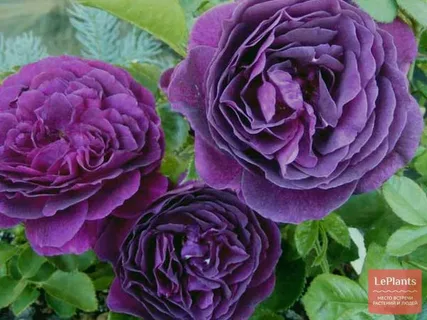 Ausreef Rose for Sale