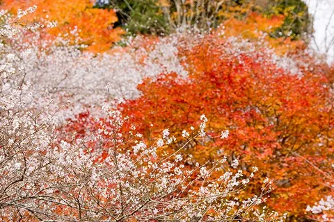 Autumn Bloom