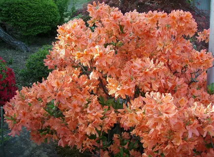 Azalea Shrubs That Look Like Rhododendron