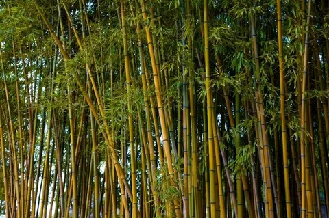 Bamboo Plant