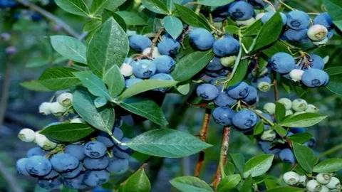 Berry Bushes UK