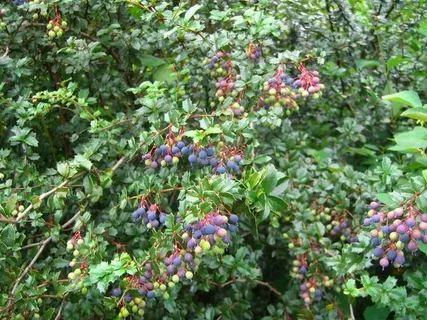 Berry Bushes UK