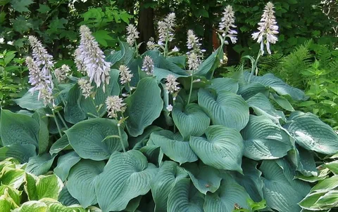 Blue Angel Plantain Lily