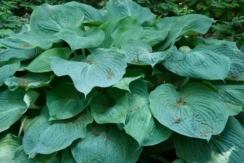 Blue Angel Plantain Lily