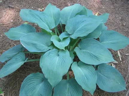 Blue Angel Plantain Lily