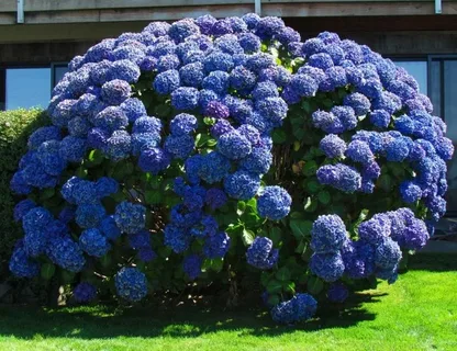 Blue Evergreen Bush