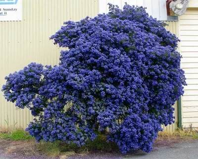 Blue Evergreen Bush