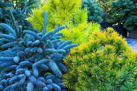 Blue Evergreen Bush