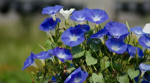 Blue Morning Bloom Flowers